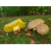 Мицелий Боровика желтого/Полубелый гриб (Boletus impolitus)